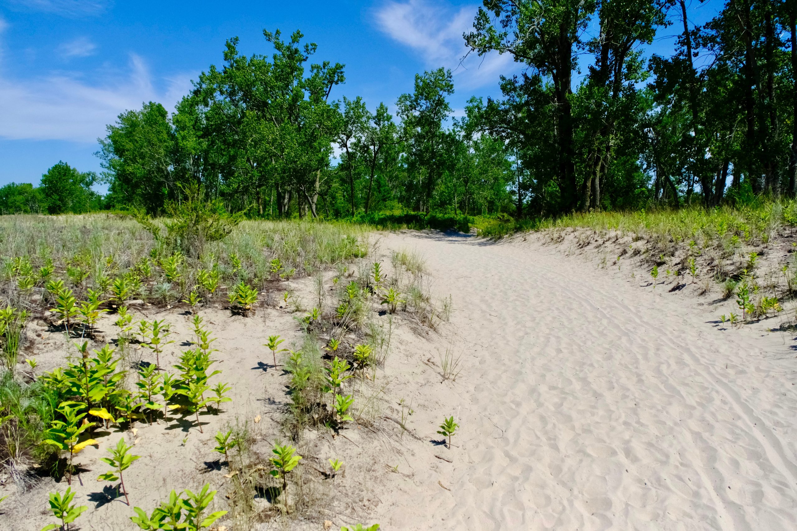 Forest,Transitioning,To,Beach,Along,Trail,At,Presqu’ile,During,Summer