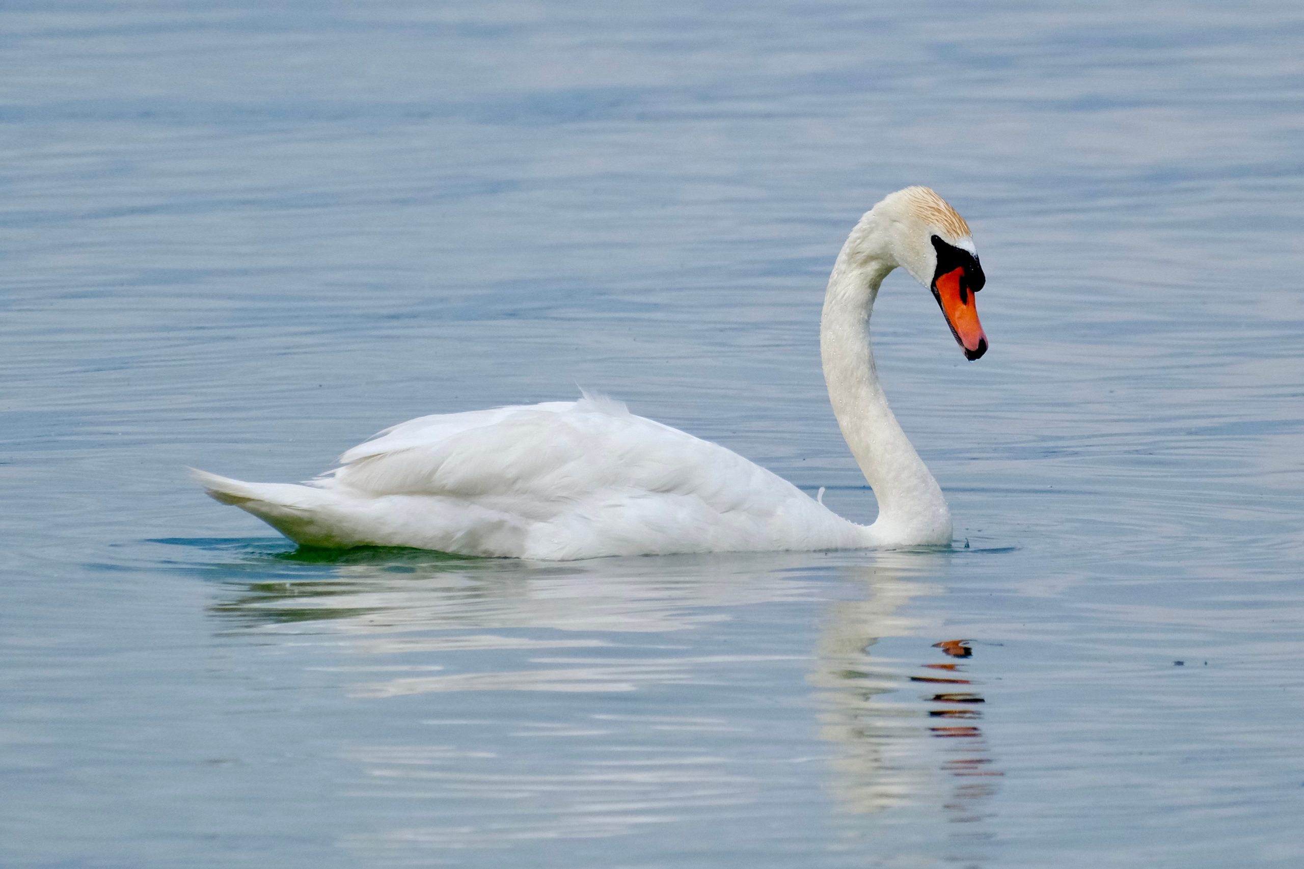 Mute,Swan,(cygnus,Olor),Swimming,Along,Lakeshore,At,Presqu’ile,During